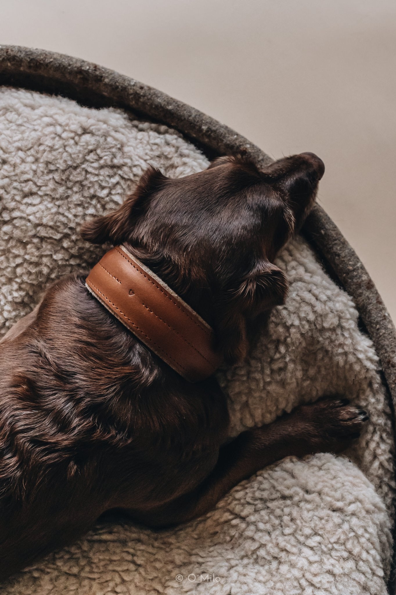 WIDE COLLAR. PINE