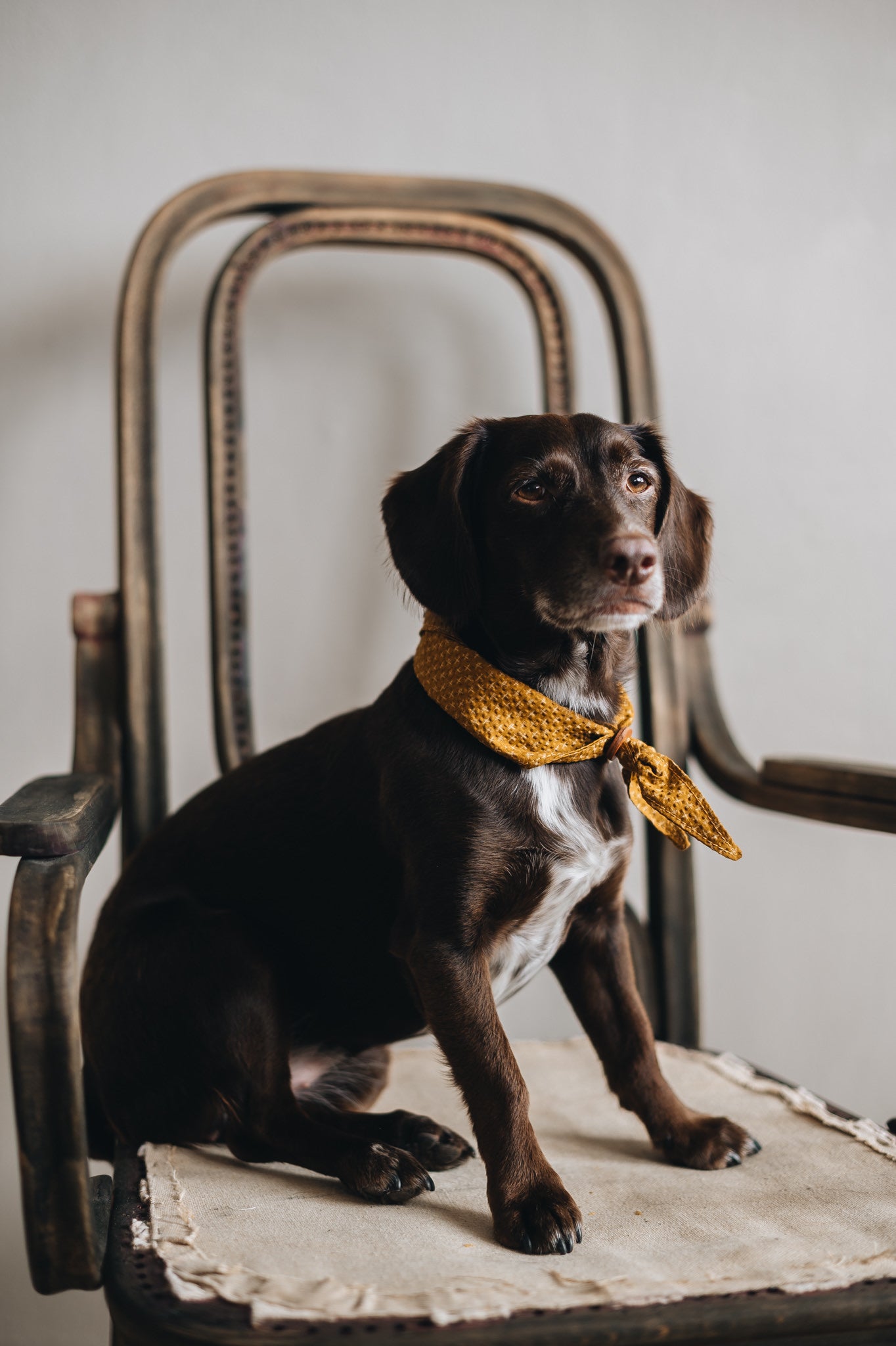 DOG BANDANA. TORI