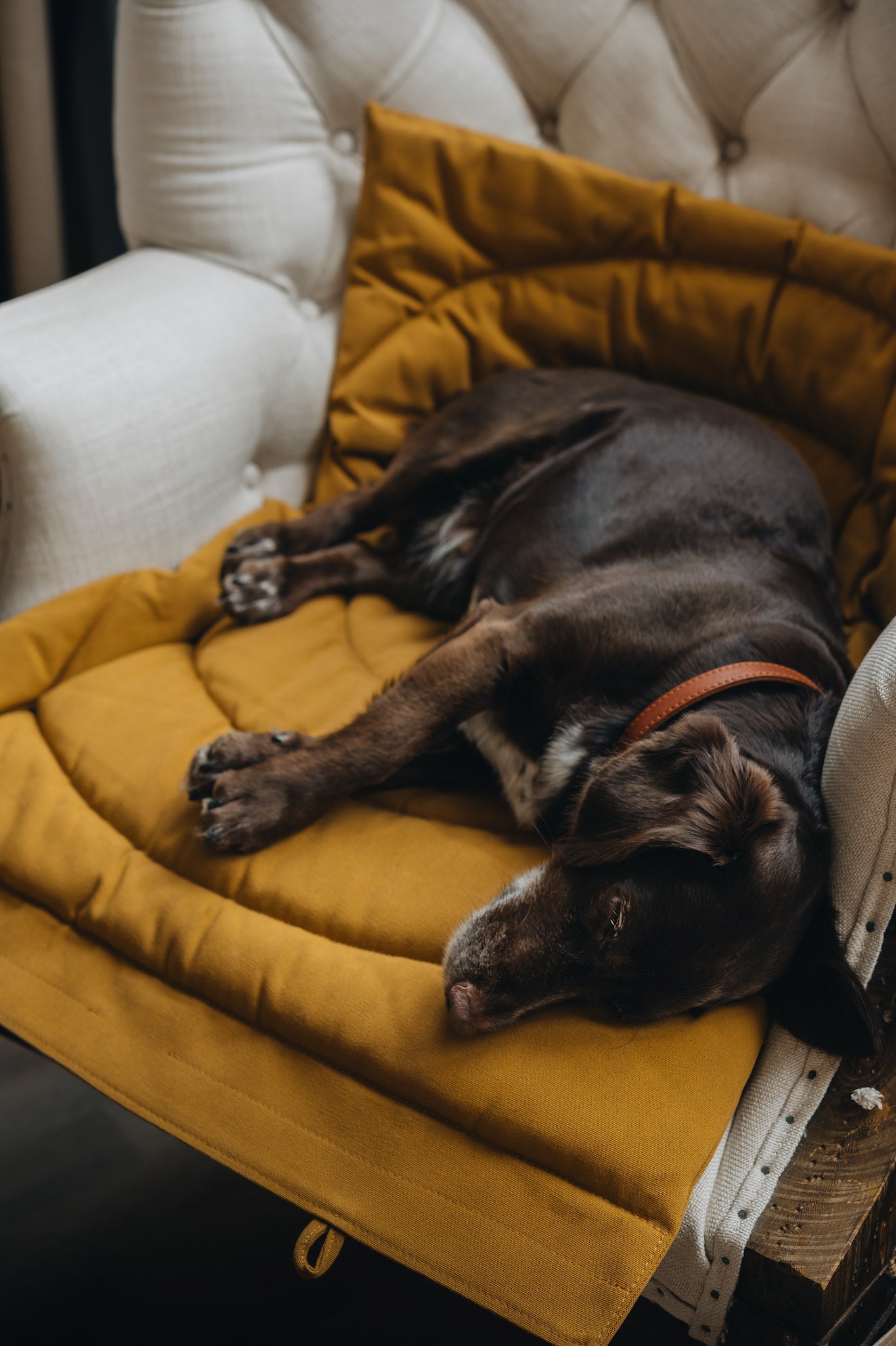 DOG TRAVEL BLANKET. COMPASS