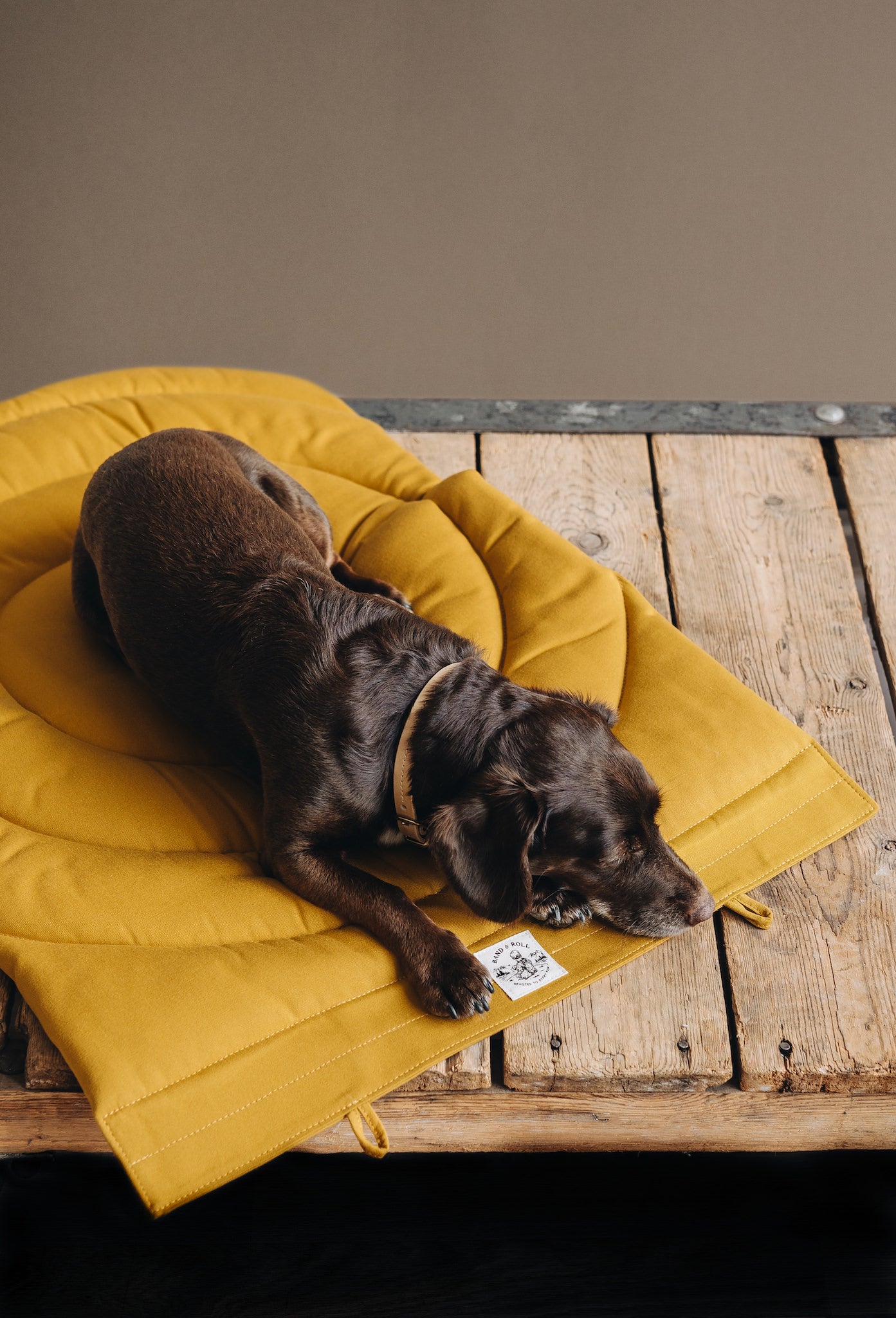 DOG TRAVEL BLANKET. COMPASS