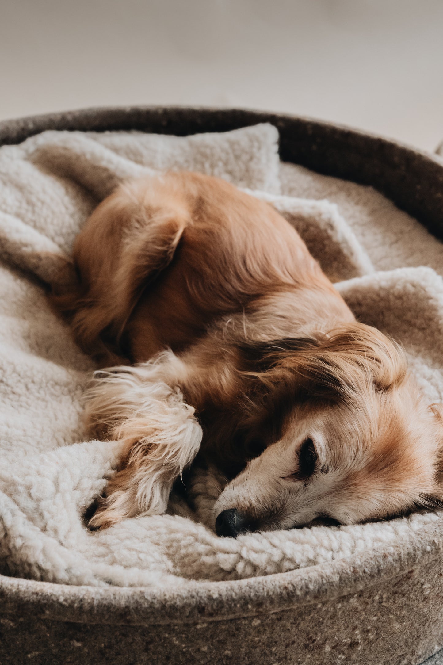 WOOL DOG BED. HAIN