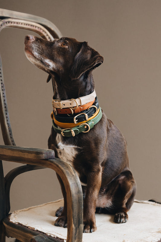 LEATHER DOG COLLAR. FIR air