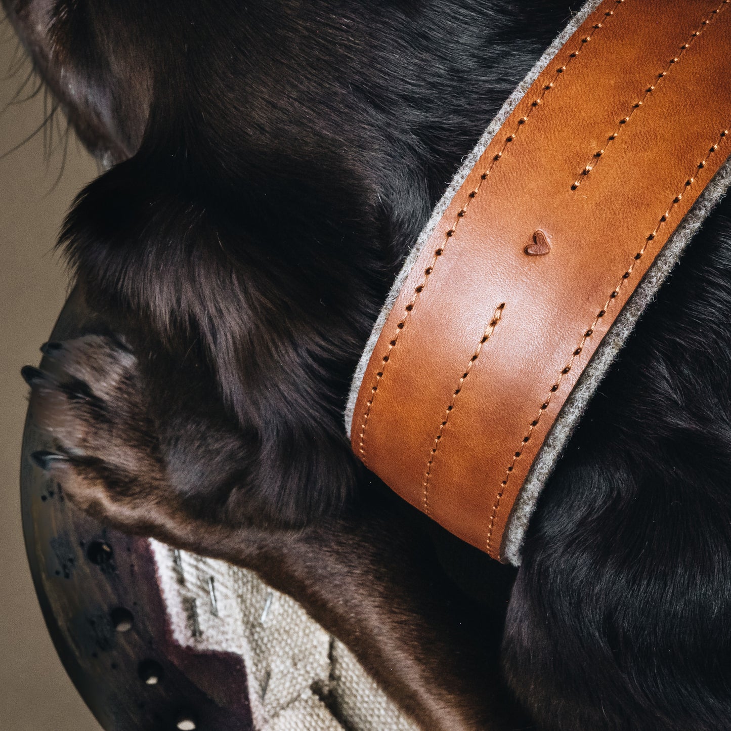 WIDE COLLAR. PINE