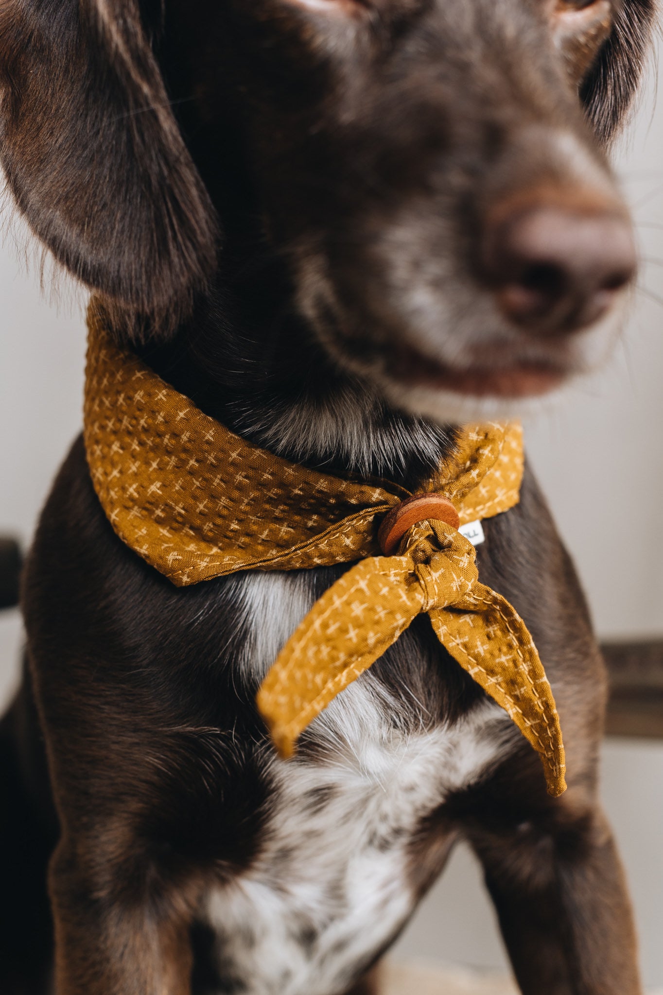 DOG BANDANA. TORI