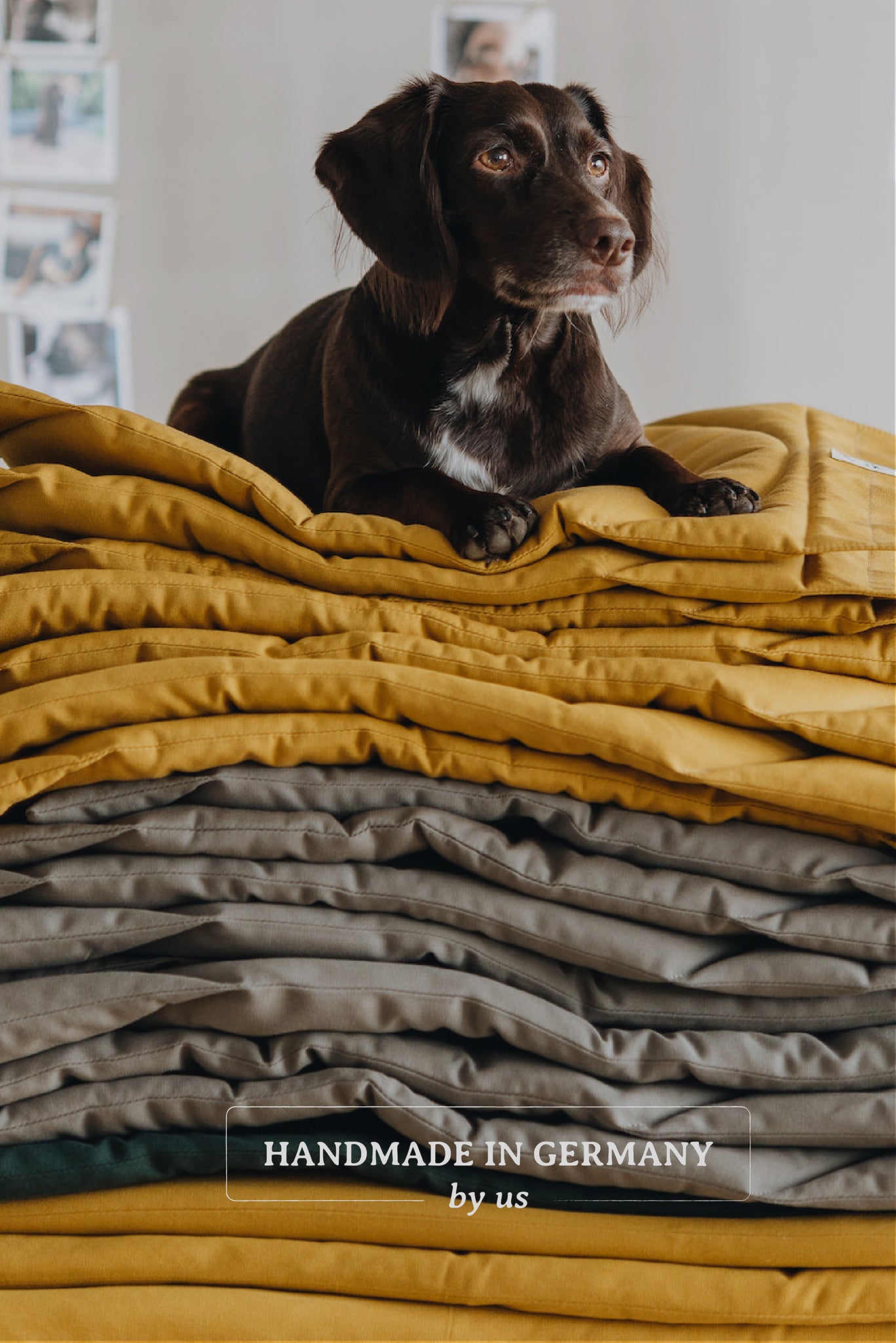 DOG TRAVEL BLANKET. COMPASS