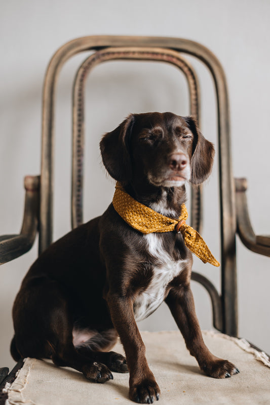 DOG BANDANA. TORI