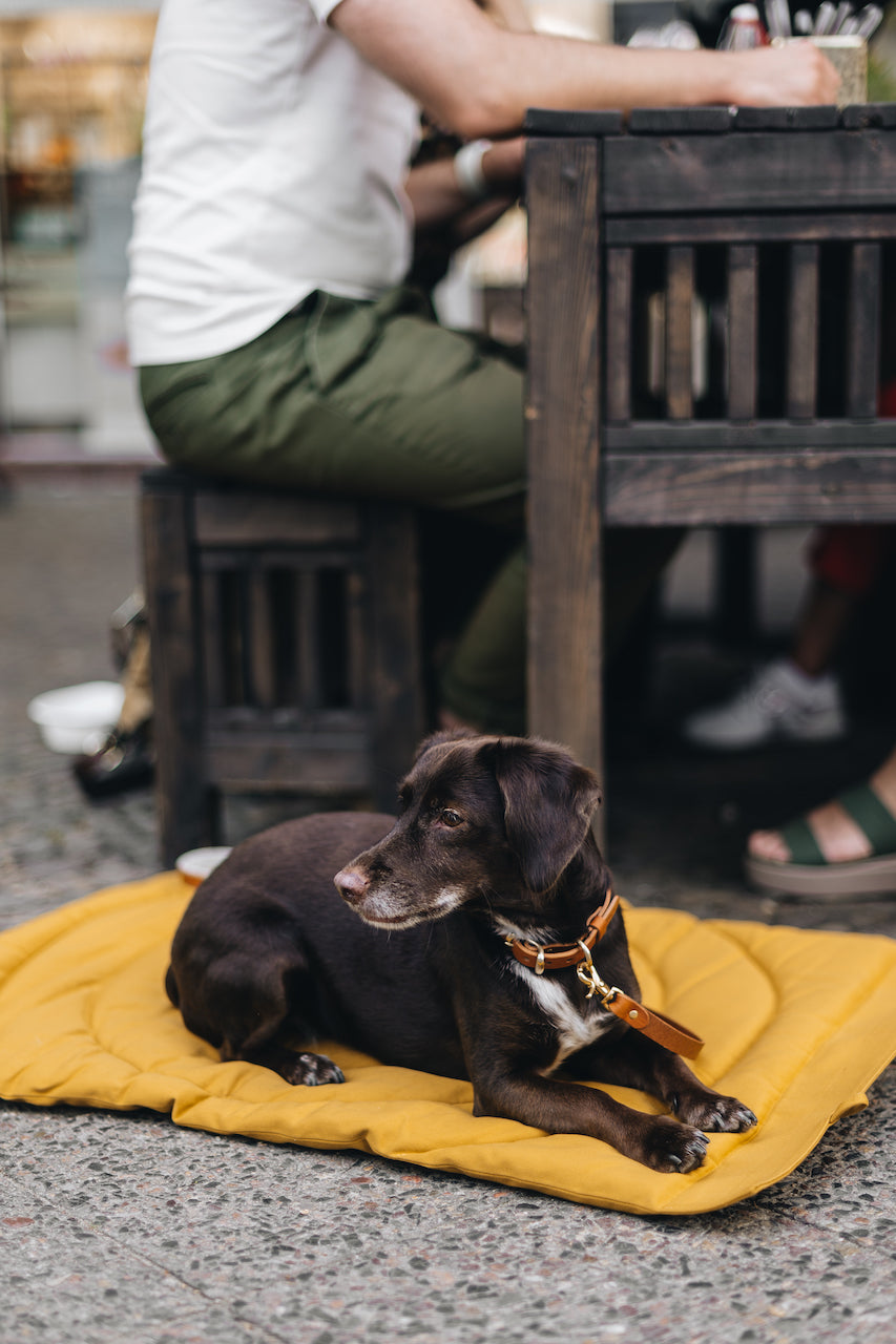 DOG TRAVEL BLANKET. COMPASS