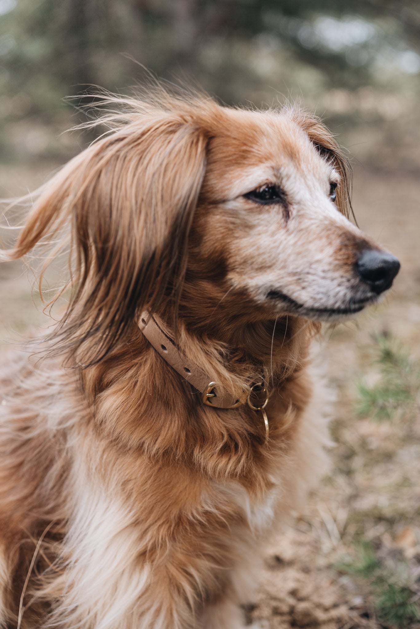 LEATHER DOG COLLAR. FIR