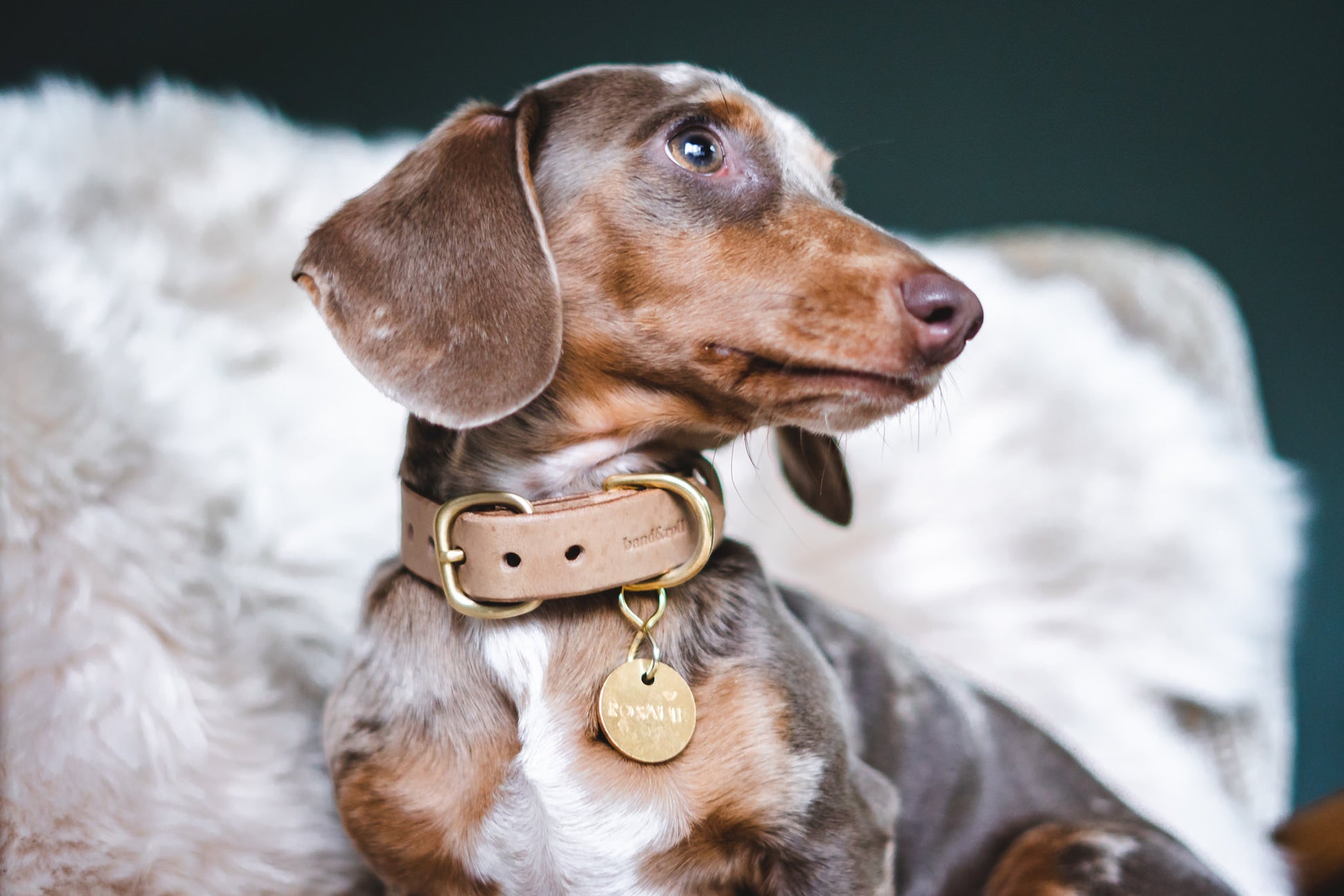 Leather dog collar "Fir" - band&roll