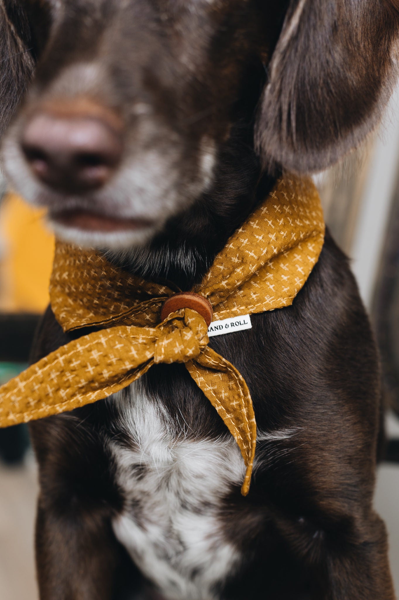 DOG BANDANA. TORI